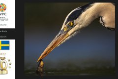 Nature-Wildlife-WPCsamples2024-Arne-Bivrin