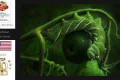 Nature-Wildlife-WPCsamples2024-Kenneth-Bovat