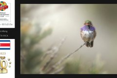 Nature-Wildlife-WPCsamples2024-Mario-Wong